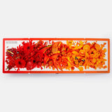 Rainbows in Bloom: Discovering Colors with Flowers