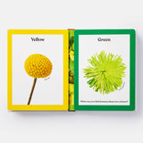 Rainbows in Bloom: Discovering Colors with Flowers