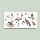 Our Big Book of Animals (Board Book)