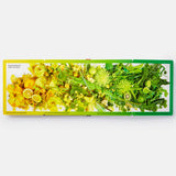 Rainbows in Bloom: Discovering Colors with Flowers